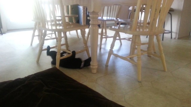 Un chat fou rampe sur le dos sous les chaises d’une table