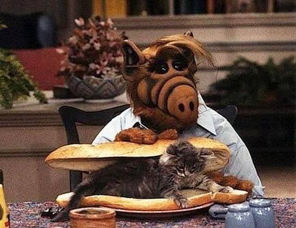 photo de alf avec un chat dans un sandwich