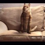 Un chat danse dans une publicité pour Royal Mail