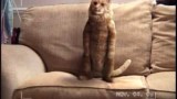 Un chat danse dans une publicité pour Royal Mail