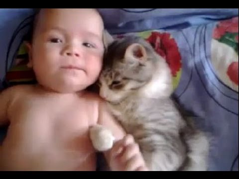 Un chat fait des câlins à un bébé