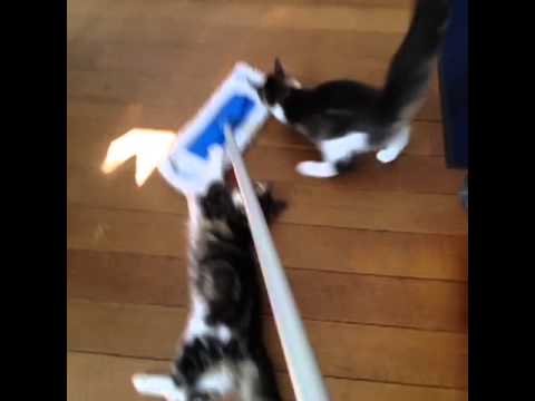 Deux chats s’accrochent à un balai Swiffer