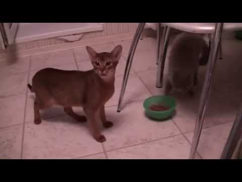 Un chat affamé vole le bol de croquette d’un autre chat