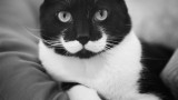 Un chat à moustache (hipster style)