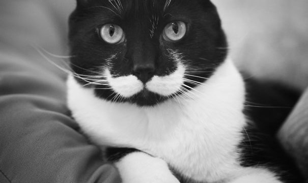 Un chat à moustache (hipster style)