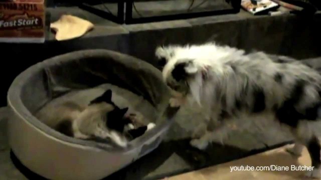 Des chats qui volent le panier de chiens