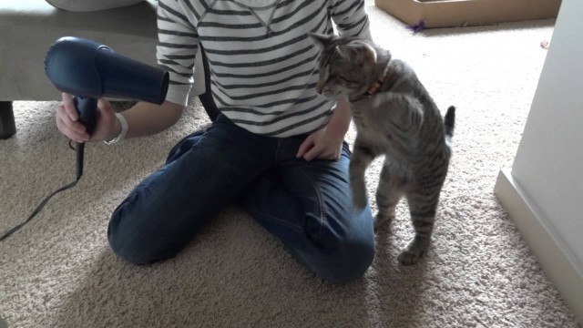 Un chat se bat contre un sèche-cheveux