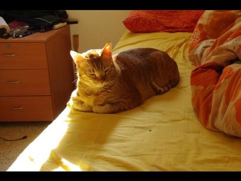 Un chat prend le soleil en timelapse