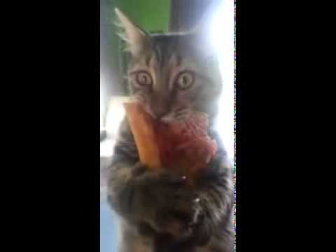 Ce chat adore la pizza