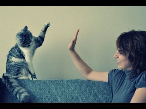 Une compilation de chats qui font des high five !