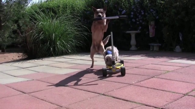 Un chien pousse un chat sur une trottinette