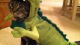 Un déguisement de dinosaure pour chat