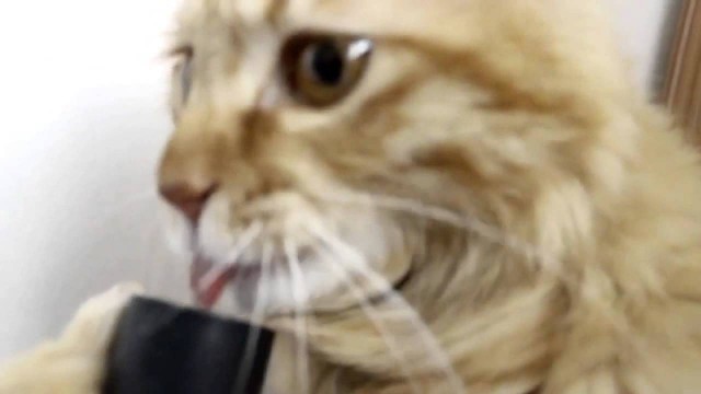 Un chat lèche le tuyau d’un aspirateur