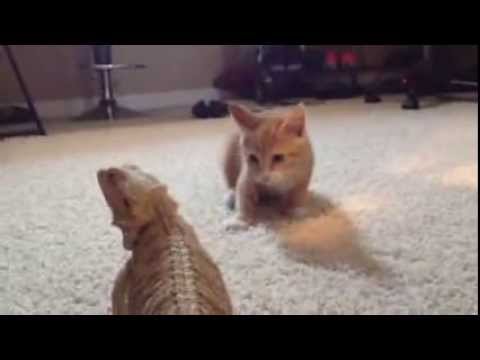 Un chaton joue avec un iguane