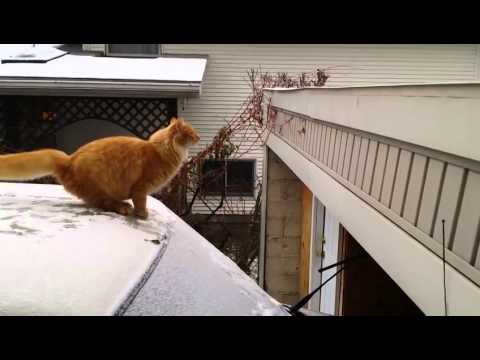 Waffles le chat glisse sur la neige et tombe