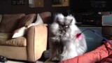 Colonel Meow, le nouveau chat star d’Internet !