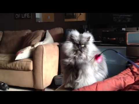 Colonel Meow, le nouveau chat star d’Internet !