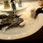 Un lapin prend une douche dans un lavabo