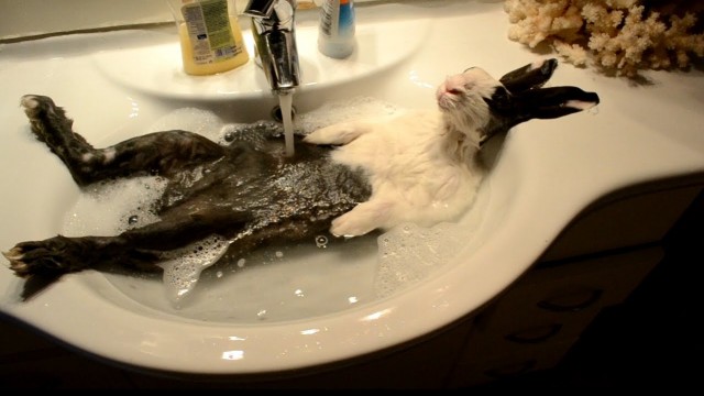 Un lapin prend une douche dans un lavabo