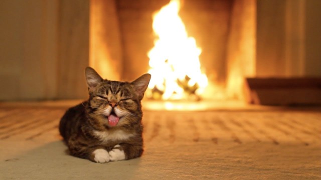 Bub le chat dort près de la cheminée