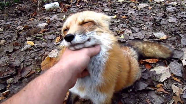 Un renard fait des gros calins à un humain