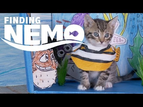 Un remake de Nemo avec des chatons !