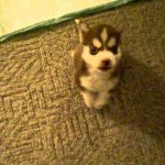 Un petit chien Husky aboie