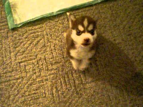 Un petit chien Husky aboie