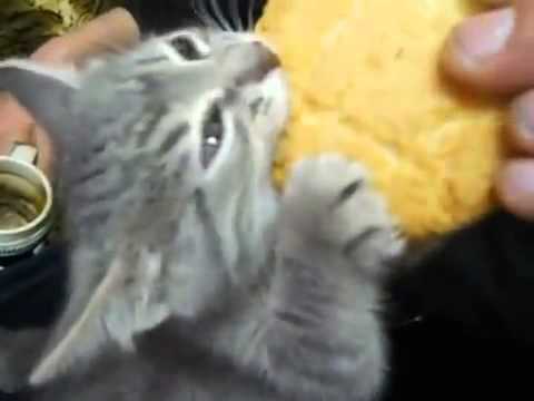 Un chaton adorable mange un énorme cookie