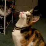 Un chat qui miaule en non-stop !