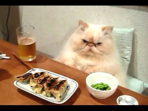Des chats qui agissent comme des humains