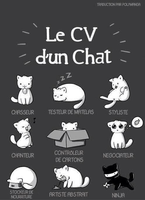 le cv d'un chat 