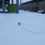 Un chien cherche sa balle dans la neige