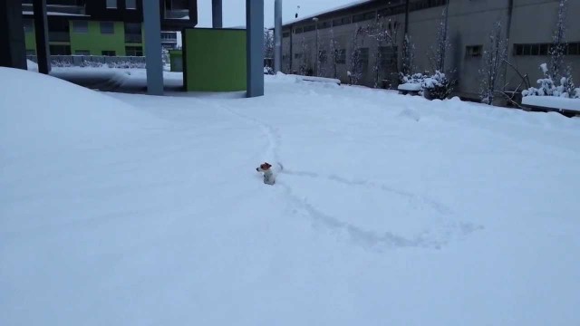 Un chien cherche sa balle dans la neige