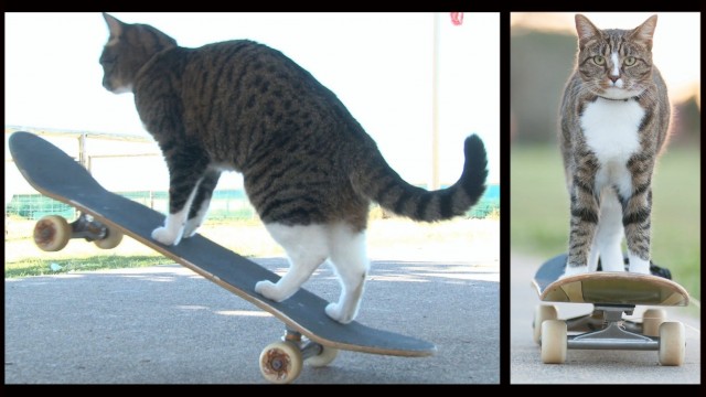 Un chat fait du skate