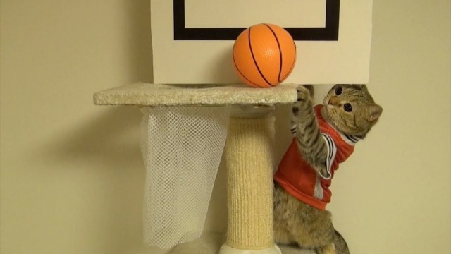 Des chats jouent au basket !