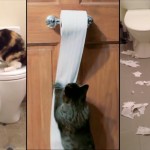 Compilation de chats détruisant du papier toilette