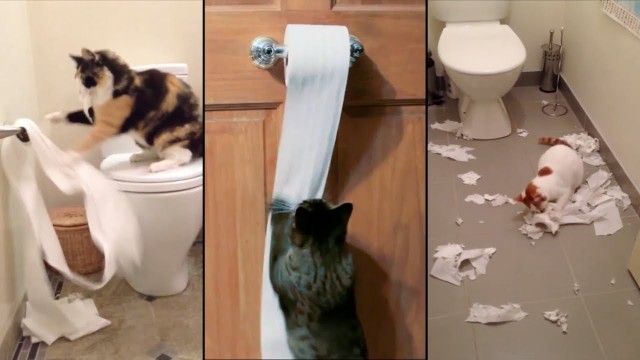 Compilation de chats détruisant du papier toilette