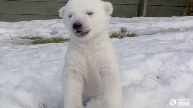 Un bébé ours marche pour la première fois dans la neige