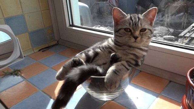 Un chaton dort dans un verre