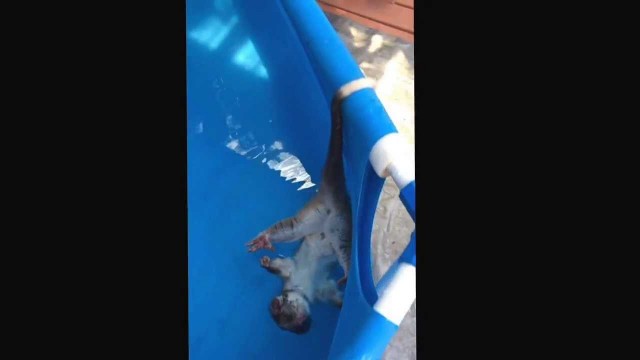 Un opossum nage sur le dos dans une piscine gonflable