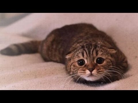 Quelle tête fait un chat quand il se sent coupable ?
