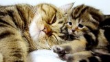 Un maman chat parle à ses chatons. Trop mignon