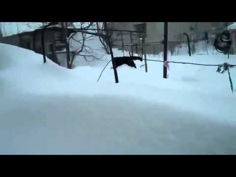 Un chat marche dans une très grosse couche de neige