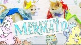 La petite sirène rejoué par des chatons !