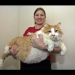 Le plus gros chat du monde