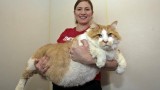 Le plus gros chat du monde