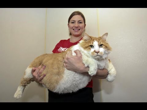 Le plus gros chat du monde