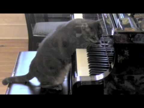 Un chat fait un concert de musique