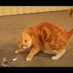 Un chat se bagarre contre une armée de papier